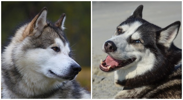 Siberian Husky vs. Alaskan Malamute