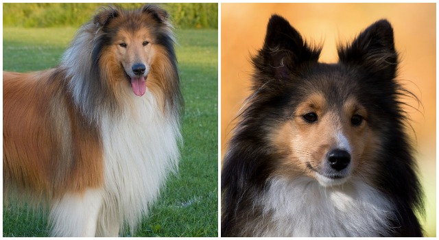 Sheepdog vs. Collie